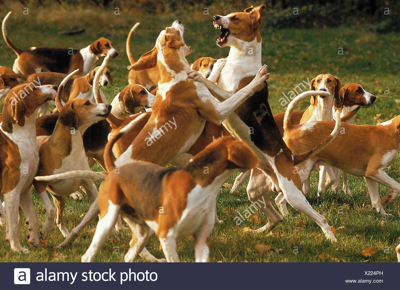 Les Chiensgrand Anglo Francais Tricoloregrand Anglo
