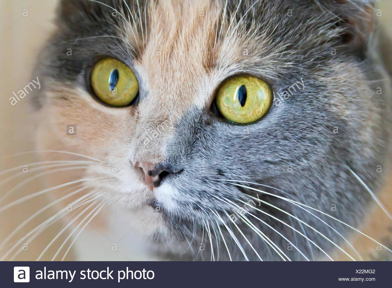 Avec Les Yeux De Chat De Couleur Jaune Banque Dimages