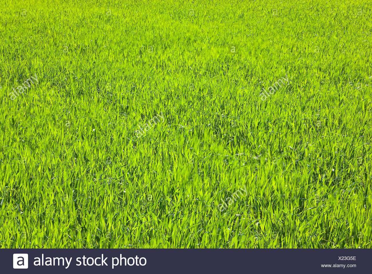 La nature, l'herbe, plante, tondu, pelouses, brins d'herbe, prairie, vert Banque D'Images