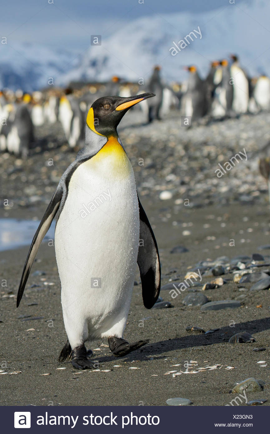 Manchot royal (Aptenodytes patagonicus) perché sur un éperon beach sur l'île de Géorgie du Sud. Banque D'Images