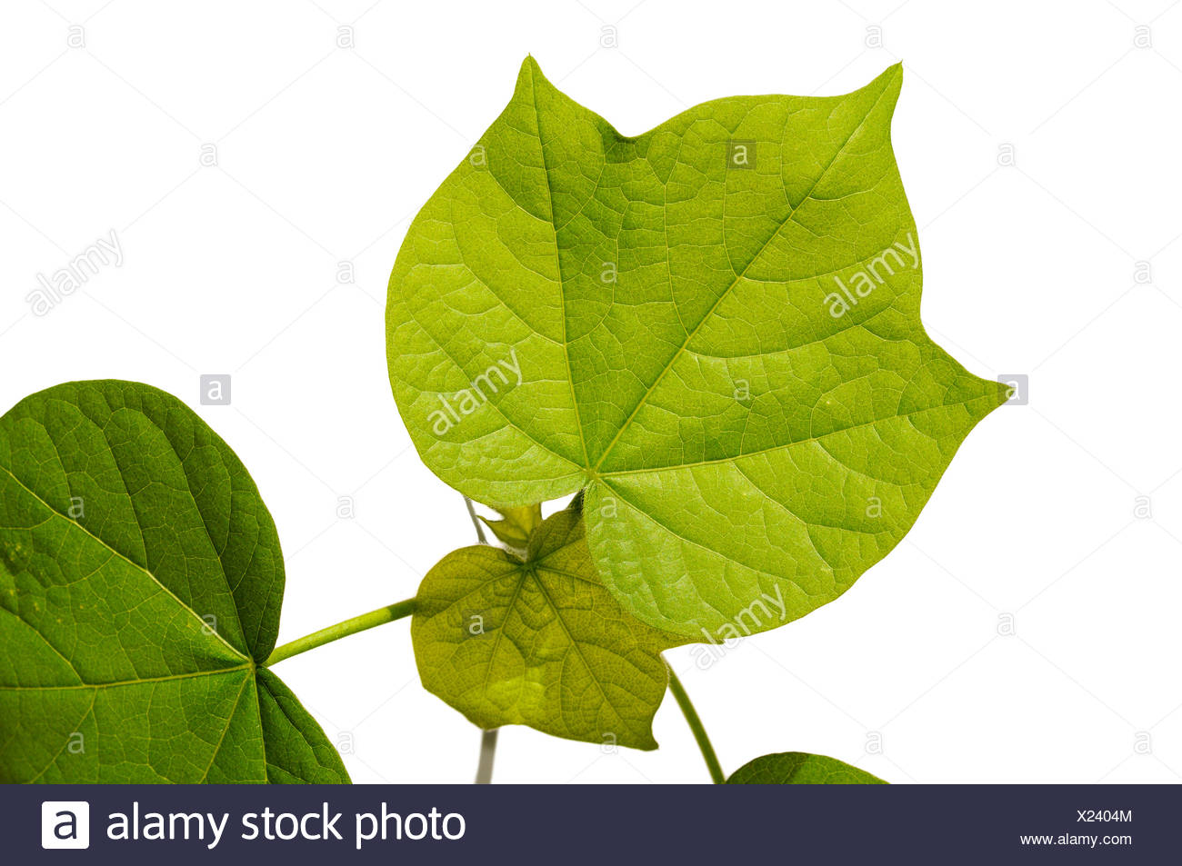 Les feuilles dentelées d'un plant de coton (Gossypium herbaceum) Banque D'Images