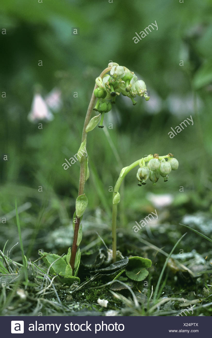 Orthilia secunda pyrole dentelée (Pyrolaceae) Banque D'Images