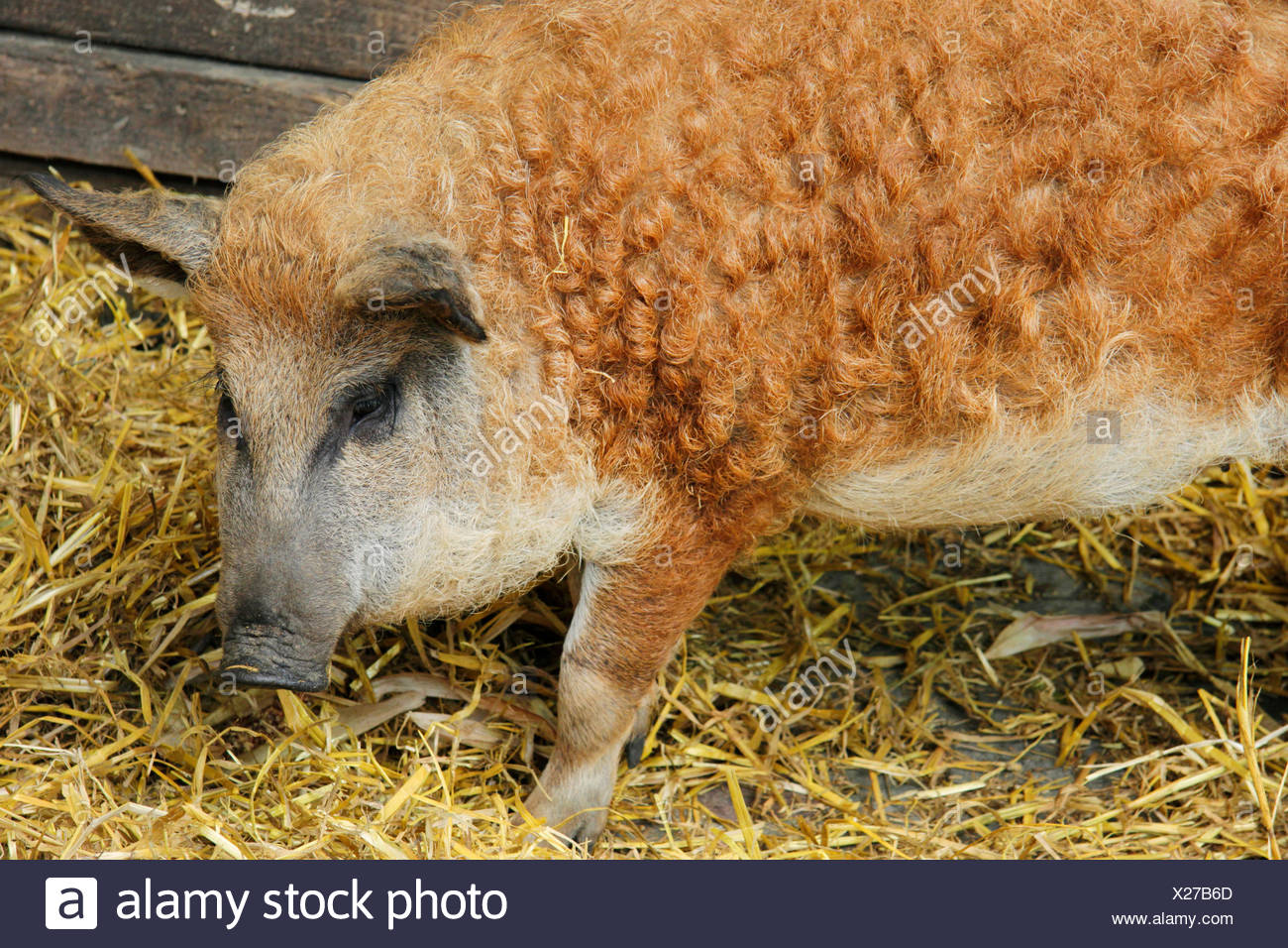 Mangalitsa Banque D Image Et Photos Alamy