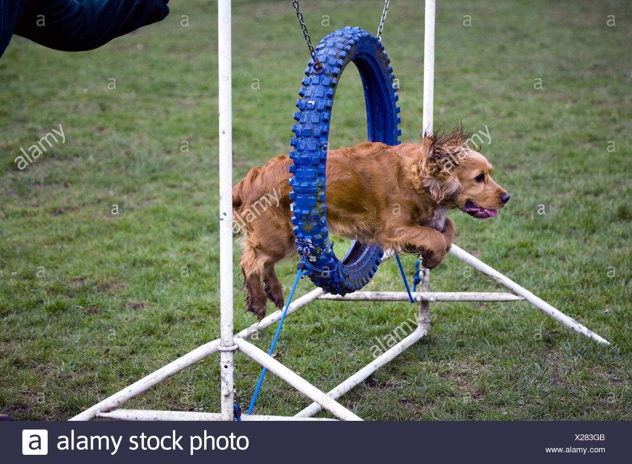 Cocker Anglais Cocker Spaniel Chien De Chasse à Lagilité De