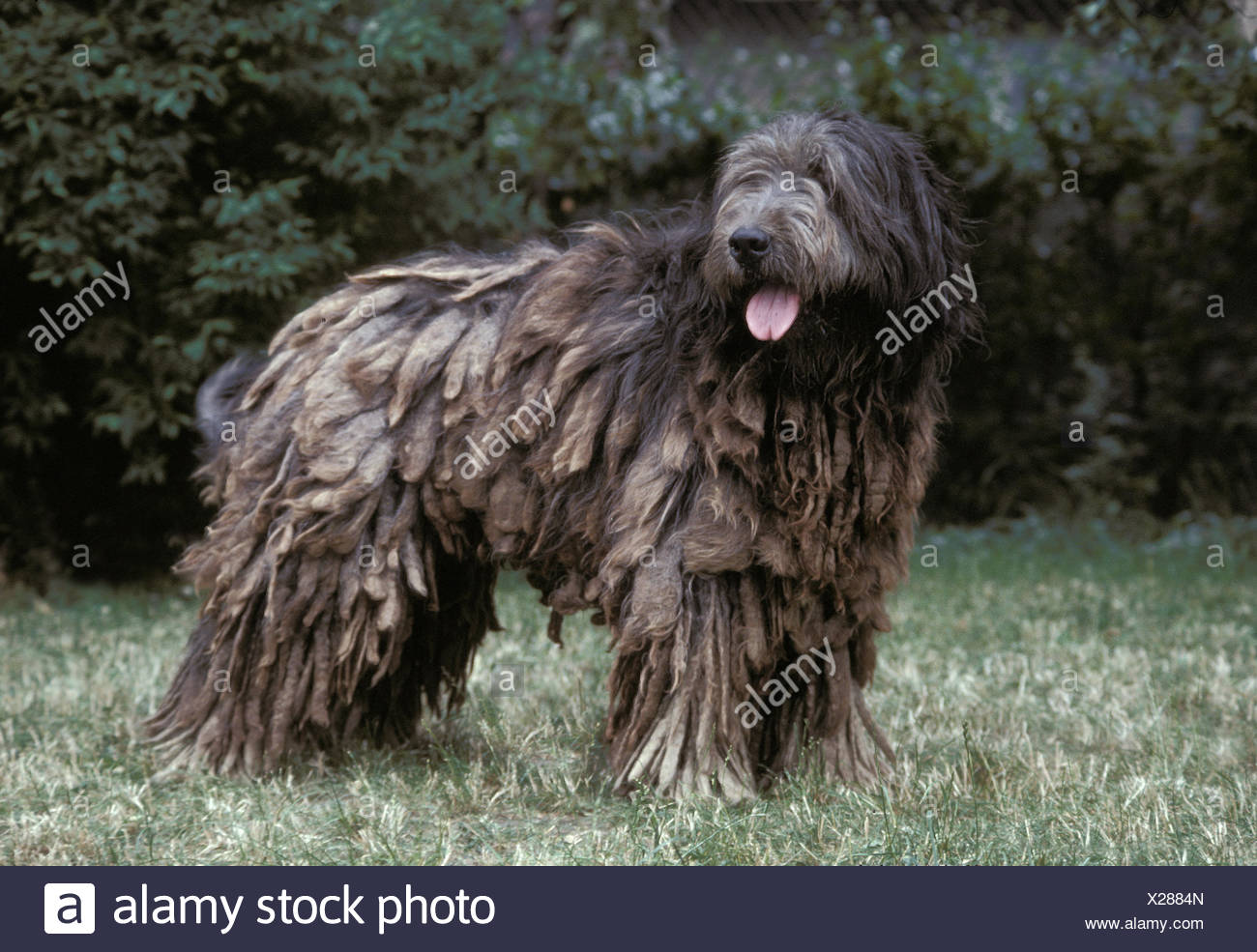 Berger Catalan Banque Dimages Photo Stock 276777221 Alamy