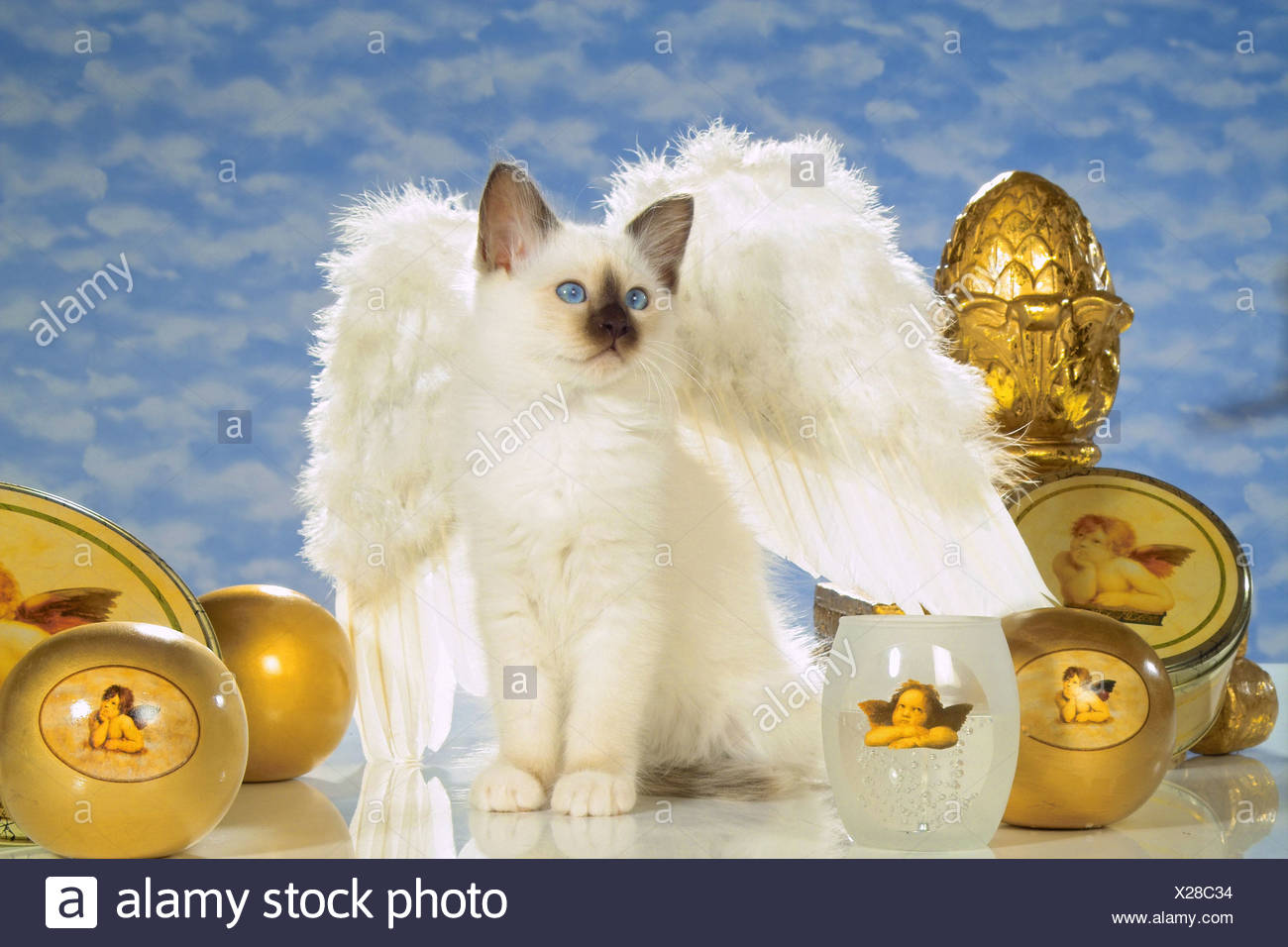 Chat Sacre De Birmanie Chaton Avec Les Ailes D Ange Photo Stock Alamy Chat Sacre De Birmanie Chaton Avec Les Ailes D Ange Photo Stock Alamy