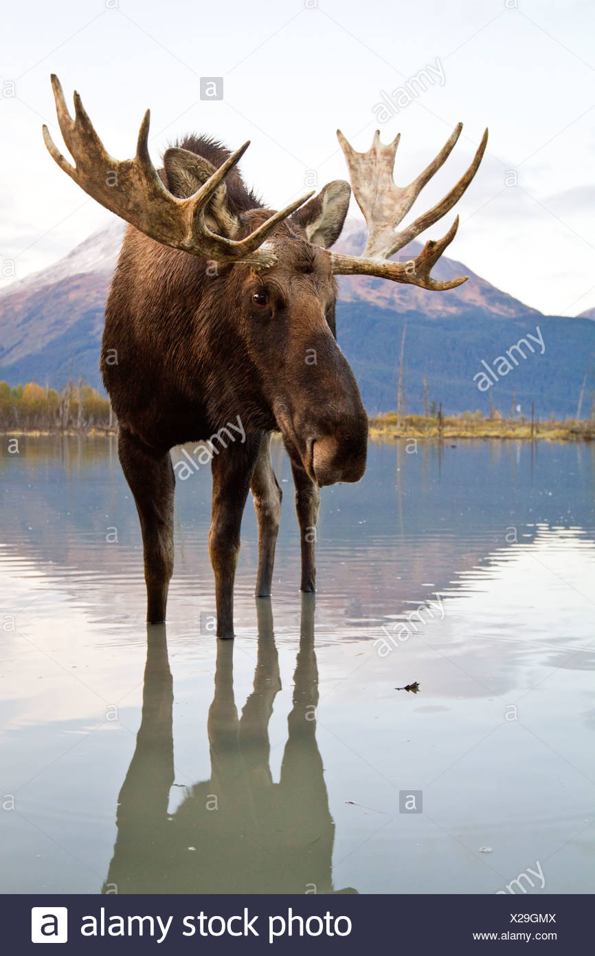 Captif : Bull Moose promenades à travers l'eau à marée haute, Alaska Wildlife Conservation Center, Southcentral Alaska, automne Banque D'Images