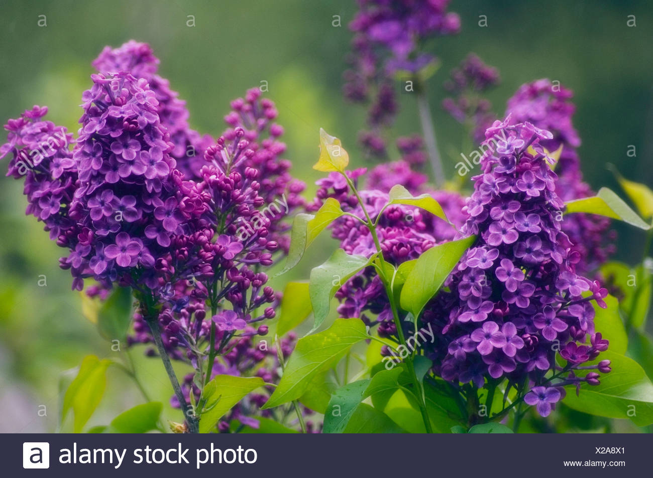 Syringa But Photos Syringa But Images Alamy