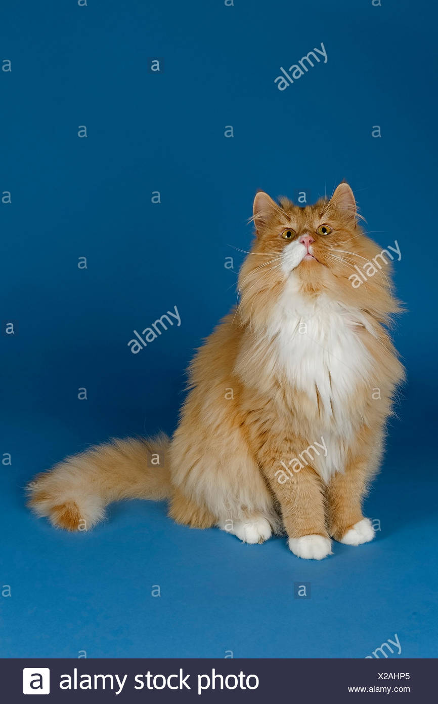 Chat Norvegien Rouge Et Blanc Photo Stock Alamy Chat Norvegien Rouge Et Blanc Photo Stock Alamy