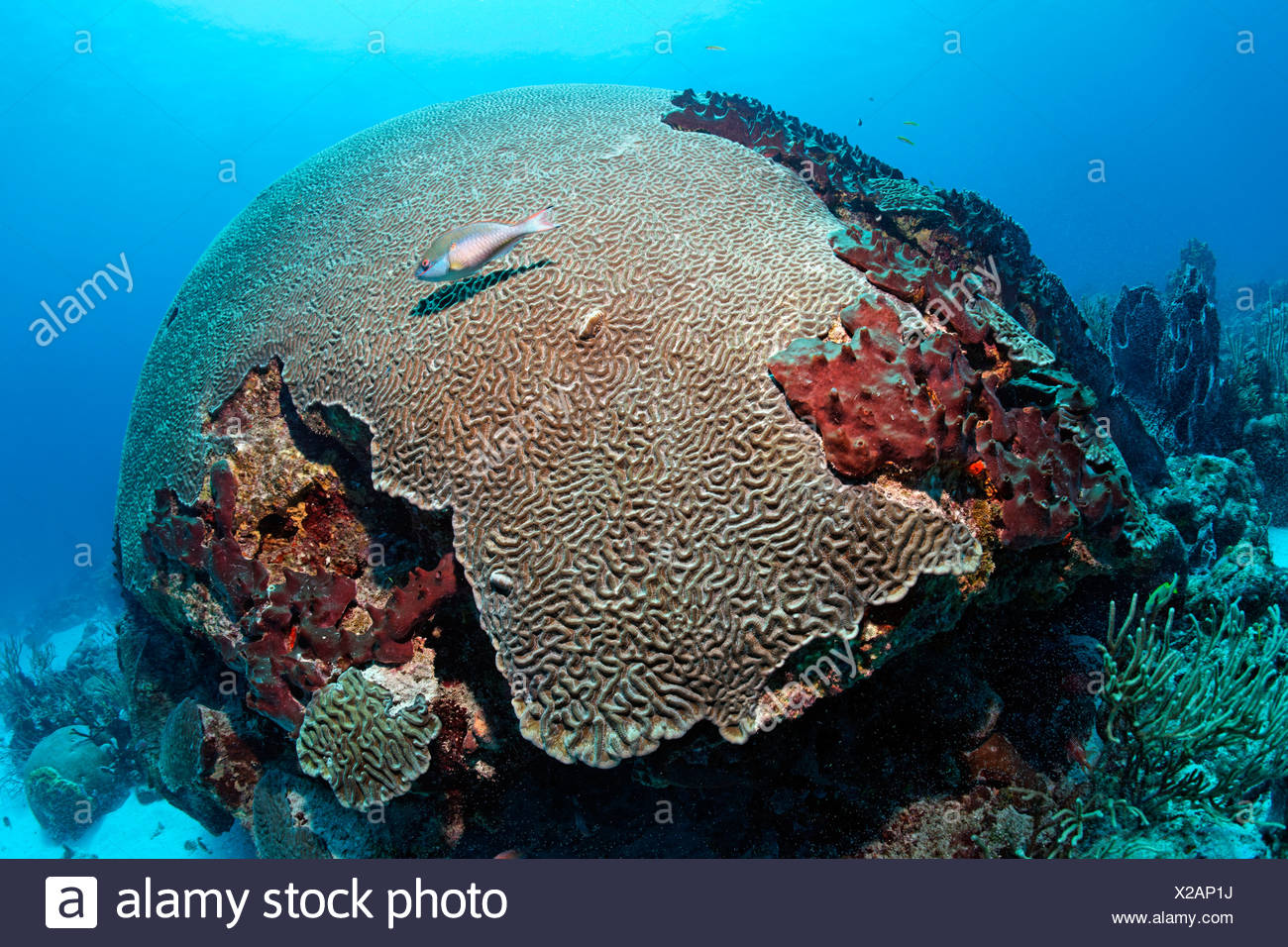 Corail cerveau symétrique (Diploria strigosa), la perroquet Sparisoma (aurofrenatum), Little Tobago, Speyside Banque D'Images