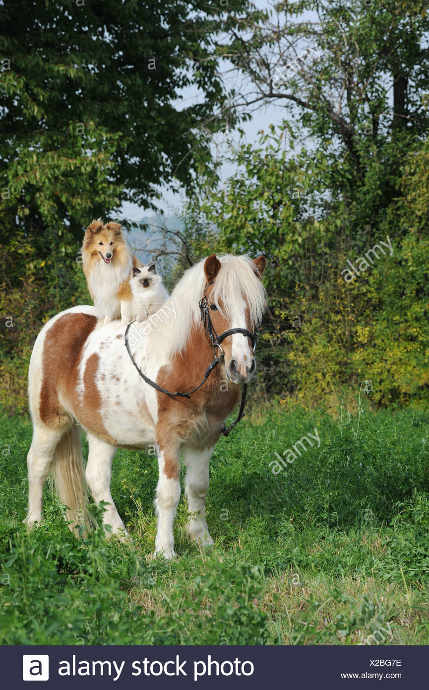Poney Shetland Americain Avec Un Shetland Sheepdog Sheltie Ou Un Chat Sacre De Birmanie Et Sur Son Dos Photo Stock Alamy Poney Shetland Americain Avec Un Shetland Sheepdog Sheltie Ou Un Chat Sacre De Birmanie Et Sur Son Dos Photo Stock Alamy