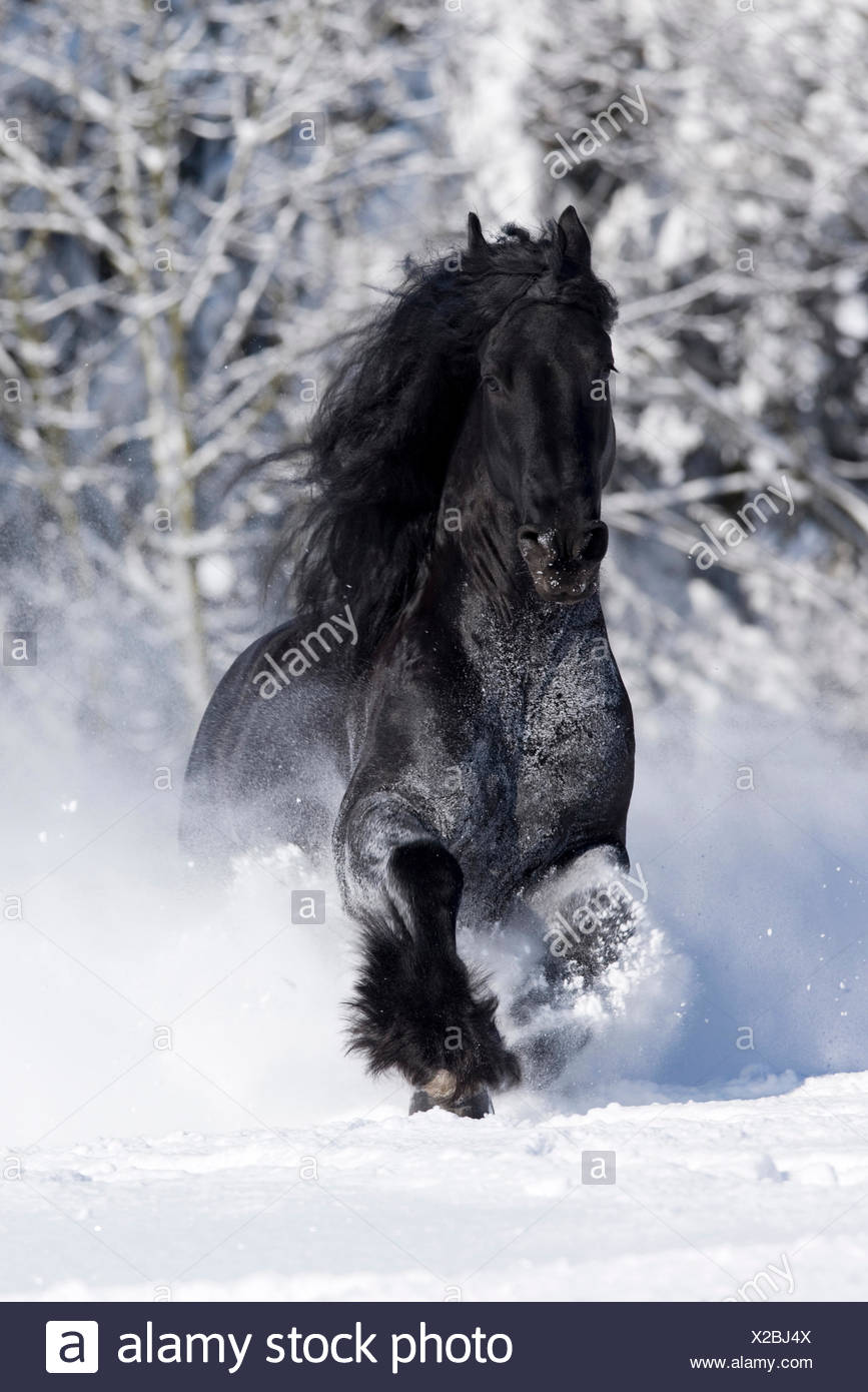 Cheval Frison Etalon Noir Galopant A Travers La Neige Allemagne Photo Stock Alamy