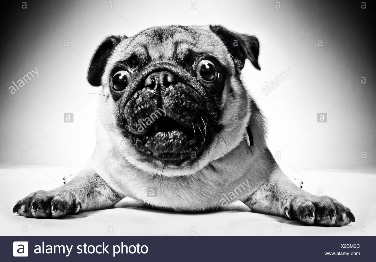 Yeux Globuleux Photos Yeux Globuleux Images Alamy