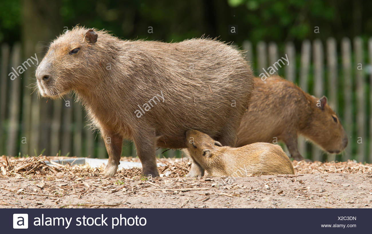 Close Up D Un Capybara Et Un Bebe Photo Stock Alamy Close Up D Un Capybara Et Un Bebe Photo Stock Alamy