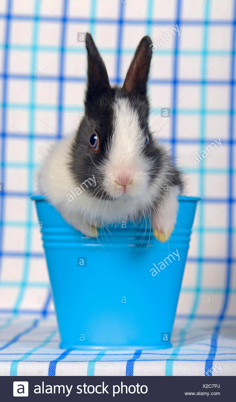 Netherland Dwarf Oryctolagus Cuniculus F Domestica Noir Et Blanc Bebe Lapin Nain Dans Un Petit Seau Bleu Photo Stock Alamy