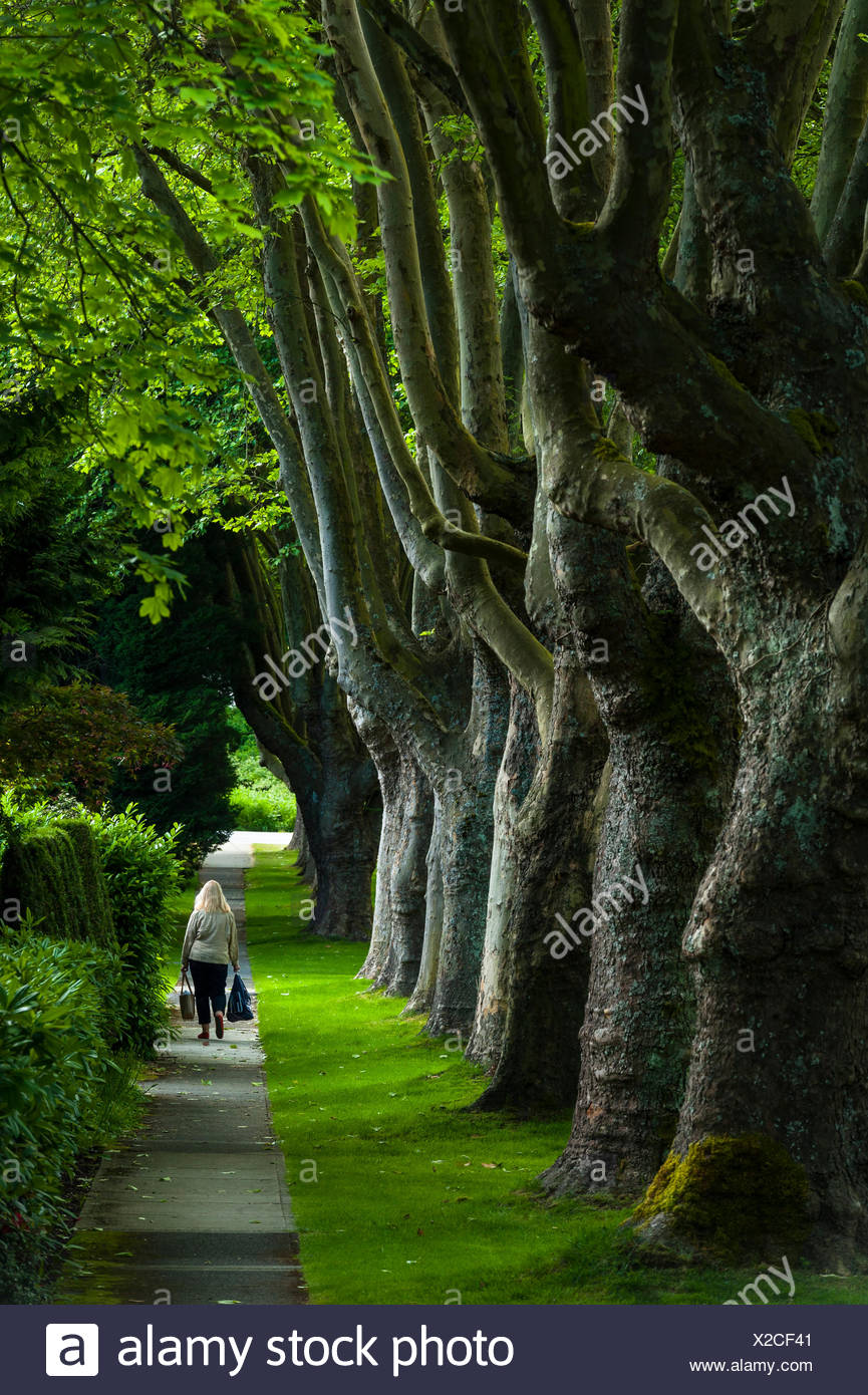 Promenade bordée d'arbres, Kerrisdale Banque D'Images