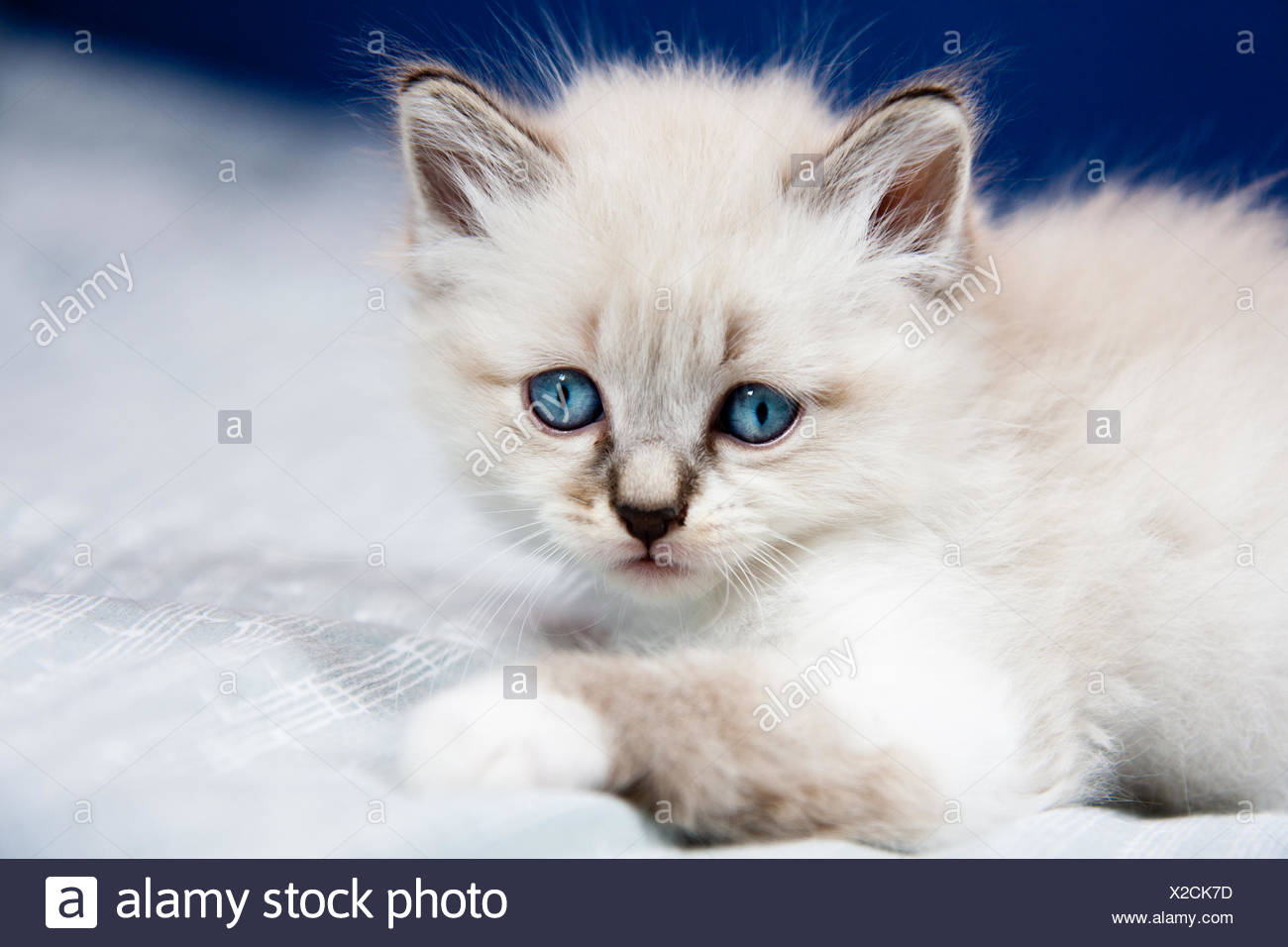 Yeux Pet Bleu Bebe Chat Chaton Manteau Clair Jeune Jeune Domestique Chat Minou Photo Stock Alamy Yeux Pet Bleu Bebe Chat Chaton Manteau Clair Jeune Jeune Domestique Chat Minou Photo Stock Alamy