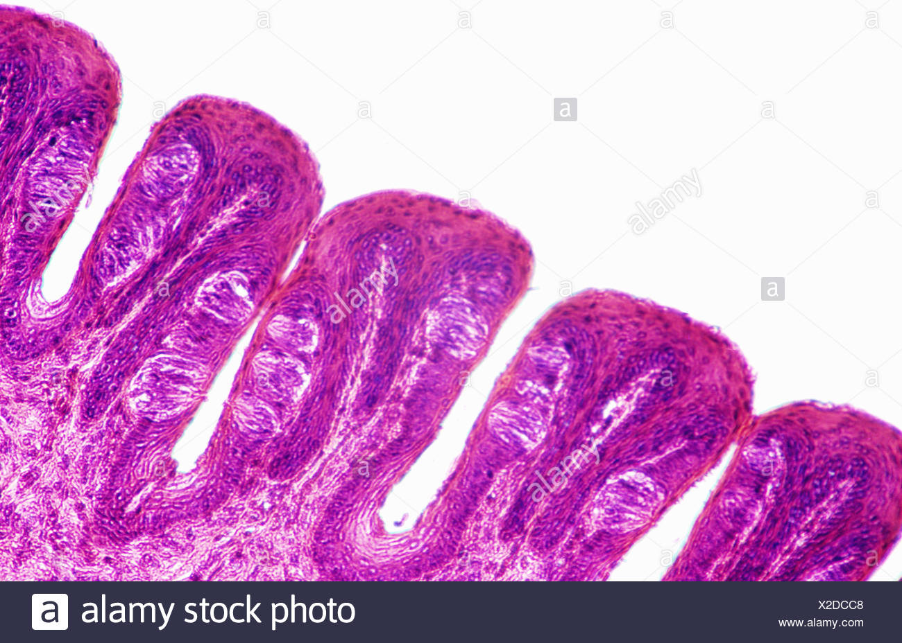 Papillae Tongue Banque d'image et photos Alamy Papillae Tongue Banque d'image et photos Alamy