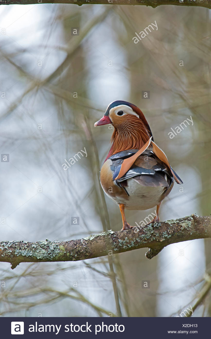 Canard Mandarin Aix galericulata UK Arundel mâle Banque D'Images