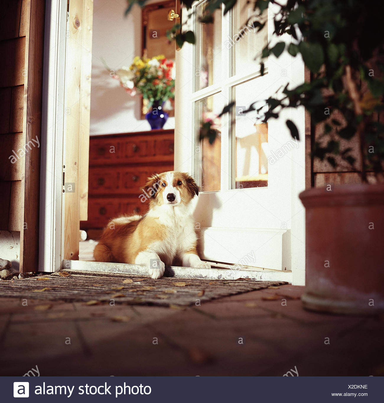 Porte Avant Collie Chiot à Lextérieur Dun Animal Des