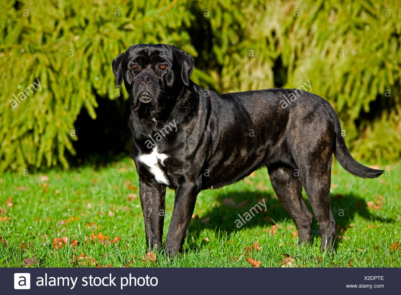 Cane Corso Une Race De Chien Ditalie Banque Dimages