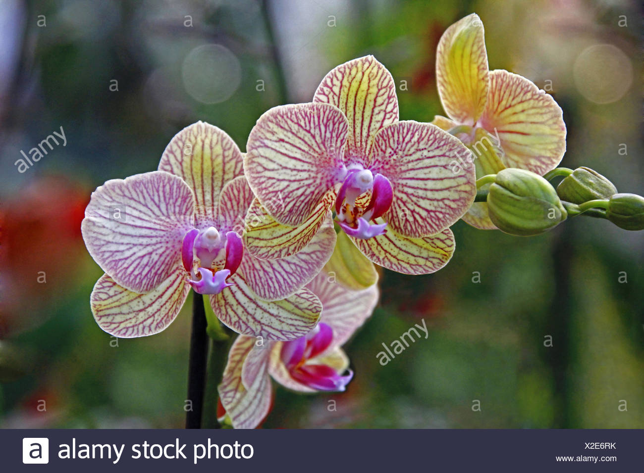 Orchidee Fleurs Detail Exposition D Orchidees Orchid Show Phalaenopsis Palm Garden Fleurs D Orchidee Rose Jaune Bourgeons Medium Close Up Photo Stock Alamy