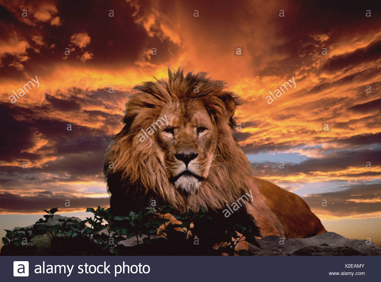 African Lion Mâle Dans Le Coucher Du Soleil Banque Dimages