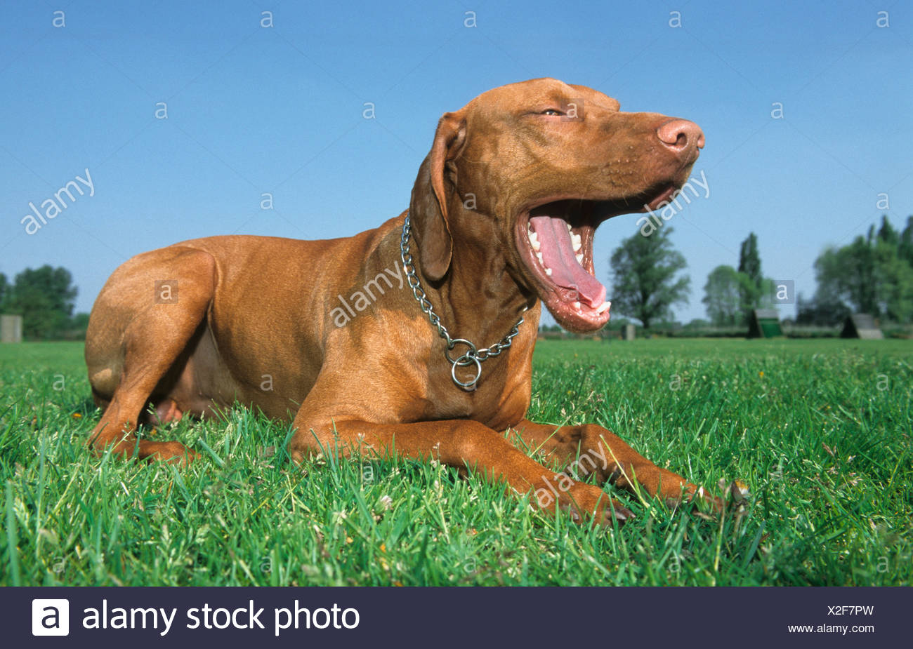 Bracco Italiano Chien Animal De Race Chien Chien Italien Sur