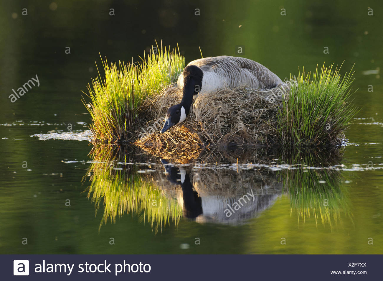 canada goose allemagne canada goose allemagne