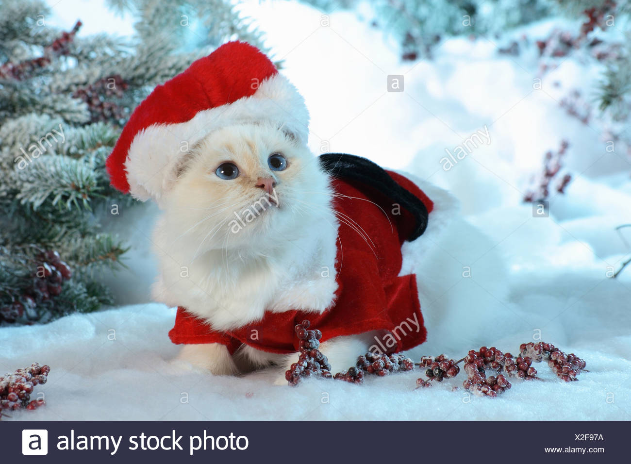 Chat Sacre De Birmanie En Costume Pere Noel Dans La Neige Photo Stock Alamy