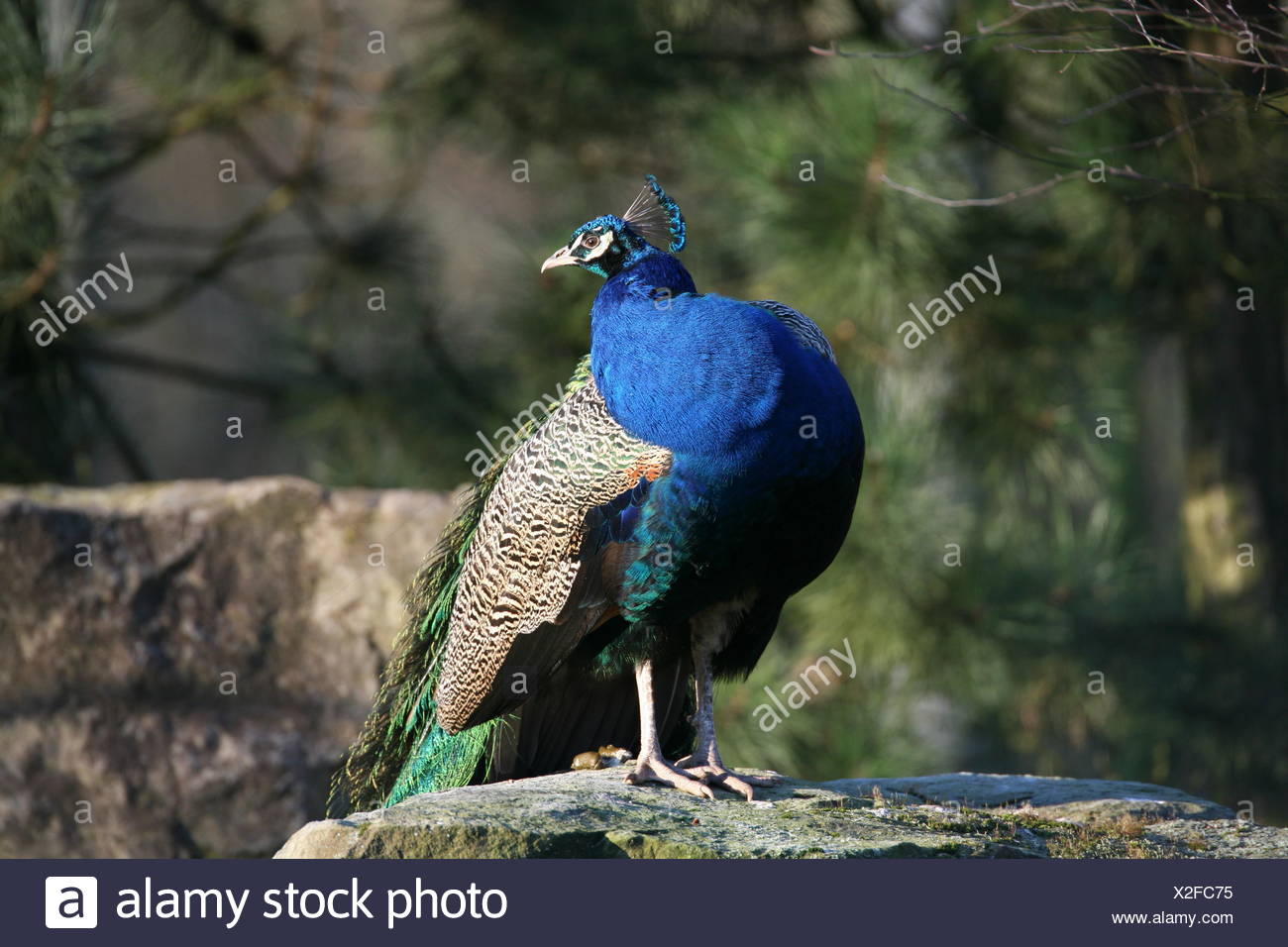 Oiseaux Oiseaux Bleu Paon Bleu Plus Bleu Belle Beauteously