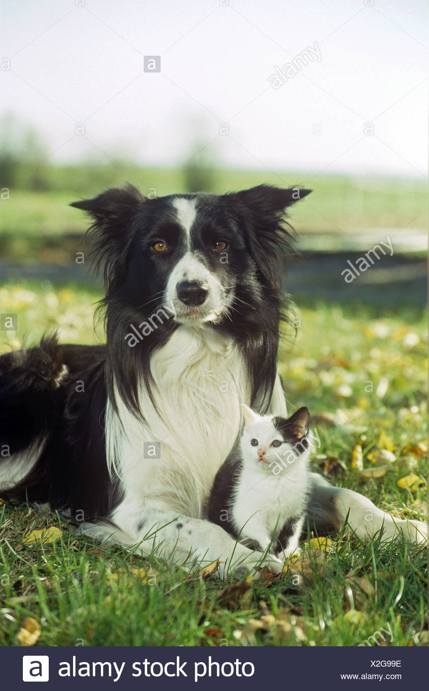 Amitié Animale Border Collie Chien Et Chat Domestique