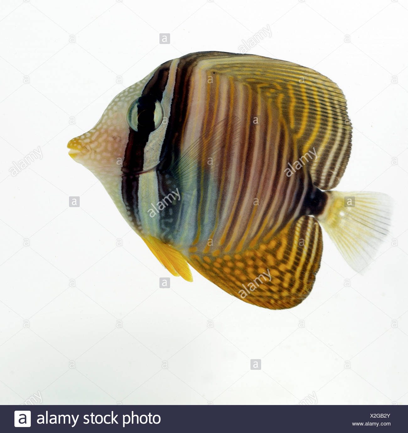 Yellow Striped Fish Banque d'image et photos - Alamy