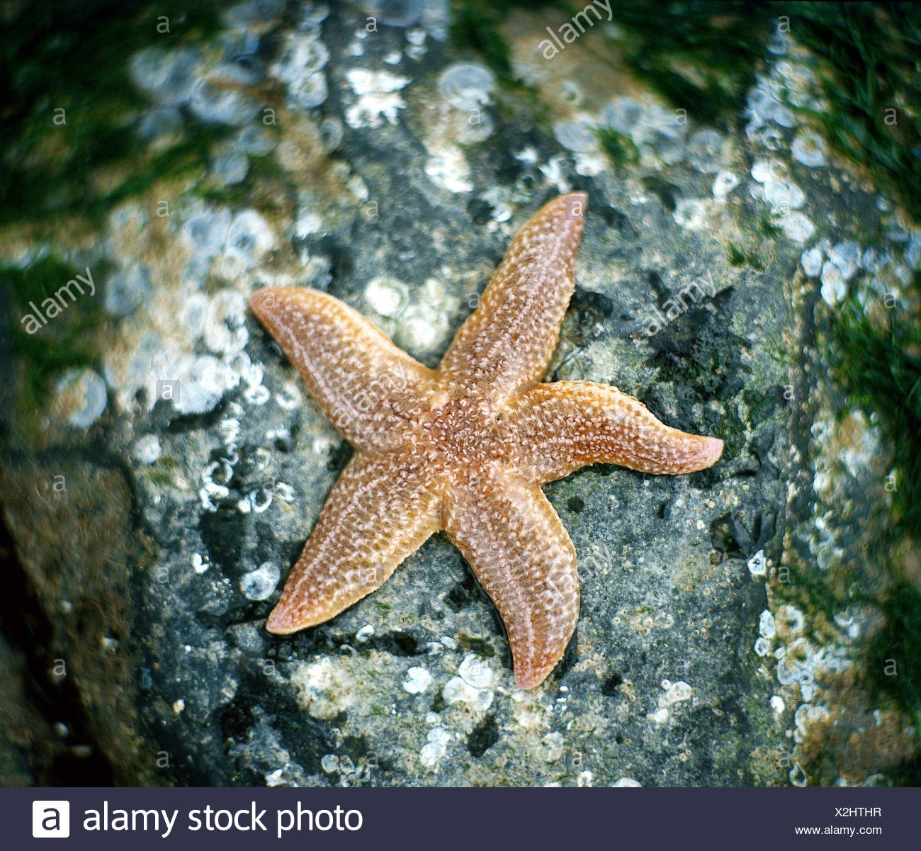 Zoologie Animaux échinodermes étoile De Mer Commune