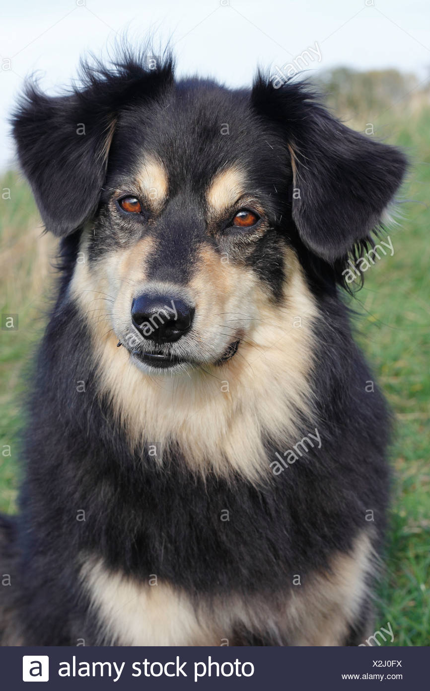 Berger Australien Chien Race Mixte Rhenanie Du Nord Westphalie Allemagne Photo Stock Alamy