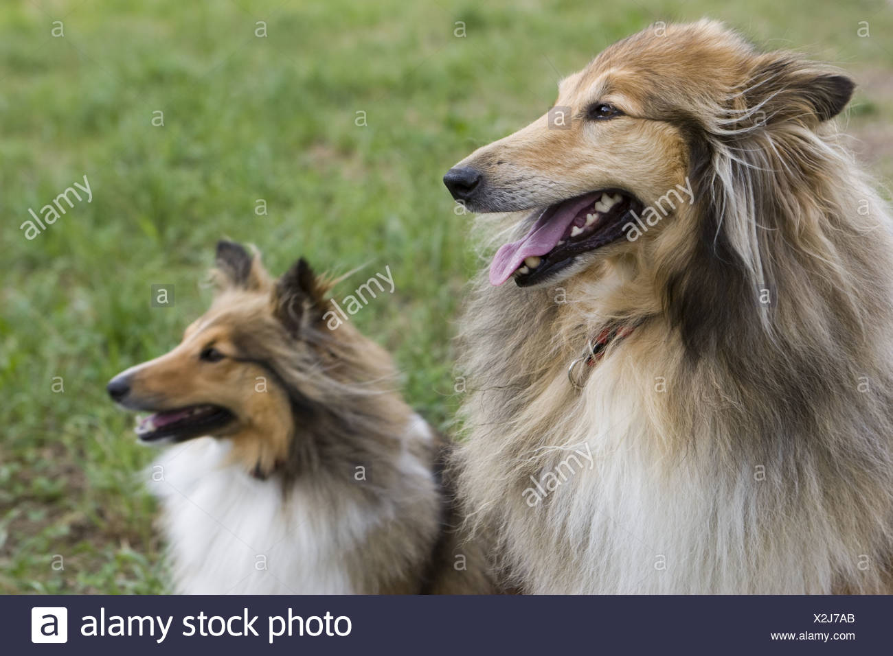 également Appelée Long Haired Colley Collie Une Race Couché