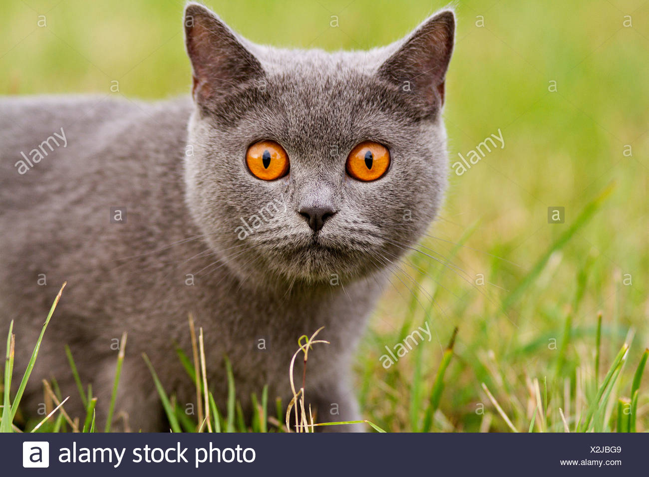 Portrait Chat Chartreux Herbe Adultes Photo Stock Alamy Portrait Chat Chartreux Herbe Adultes Photo Stock Alamy
