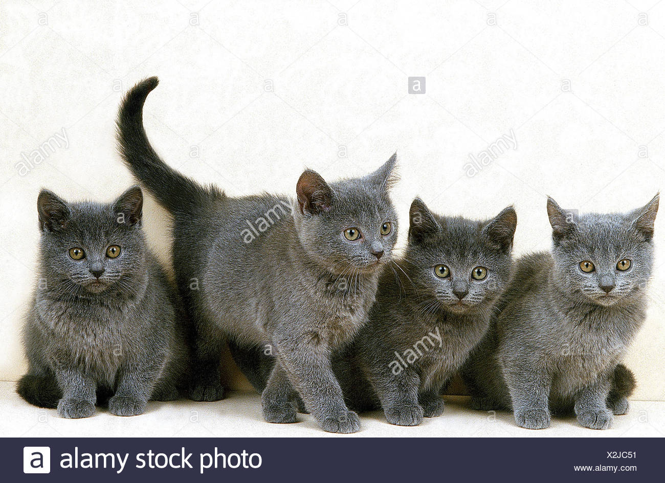 Chat Chartreux Groupe De Chatons Photo Stock Alamy Chat Chartreux Groupe De Chatons Photo Stock Alamy