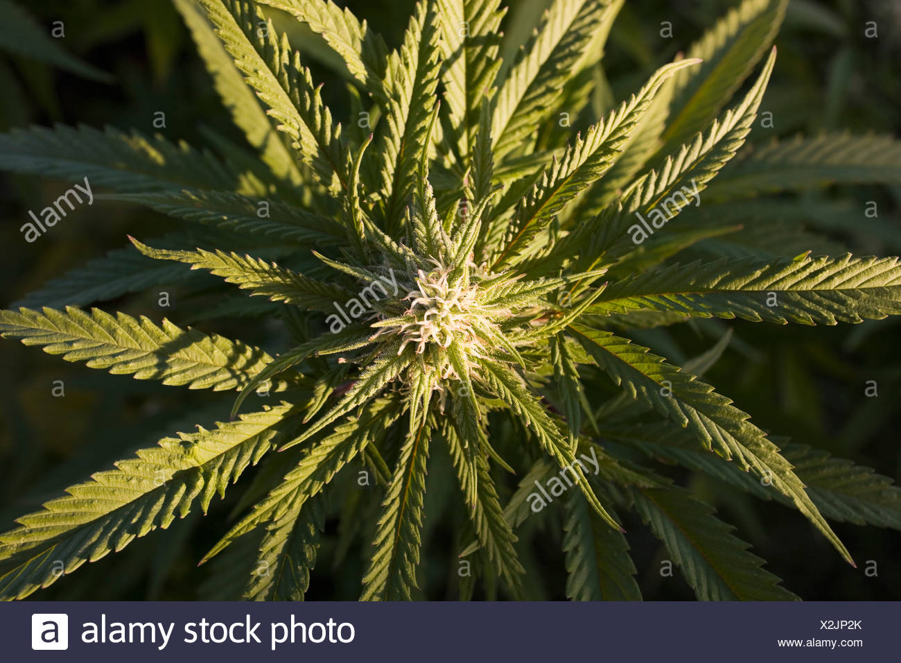 Usine de marijuana ; Waterloo, Québec, Canada Banque D'Images
