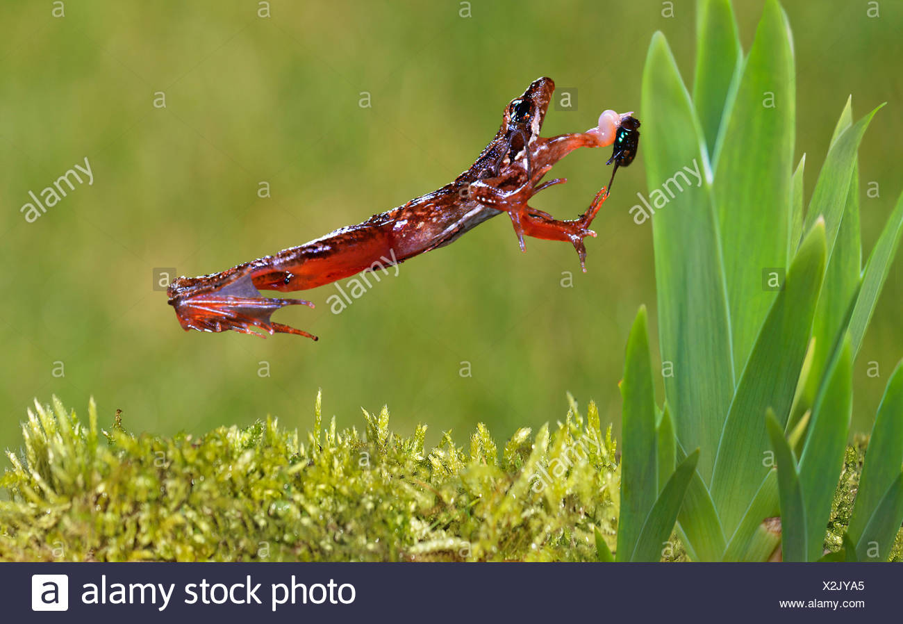 Grenouille Qui Saute Photo Stock Alamy Grenouille Qui Saute Photo Stock Alamy