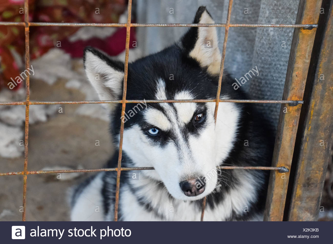 Chien Husky Avec Des Yeux Différents Husky Noir Et Blanc