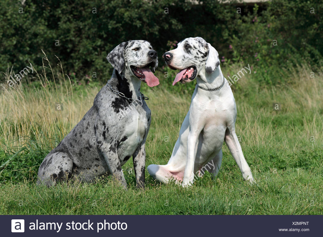 Grand Danois Banque D Image Et Photos Alamy