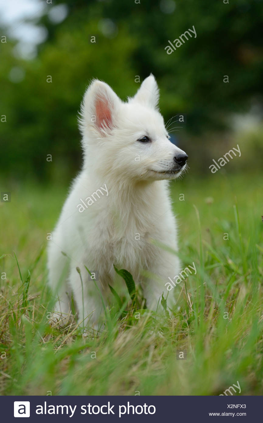 Chiot Chien Loup Blanc On Meadow Photo Stock Alamy Chiot Chien Loup Blanc On Meadow Photo Stock Alamy