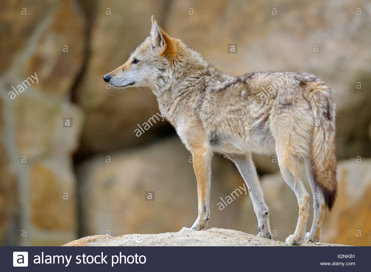 Le chacal doré (Canis aureus), debout sur un rocher à out Banque D'Images