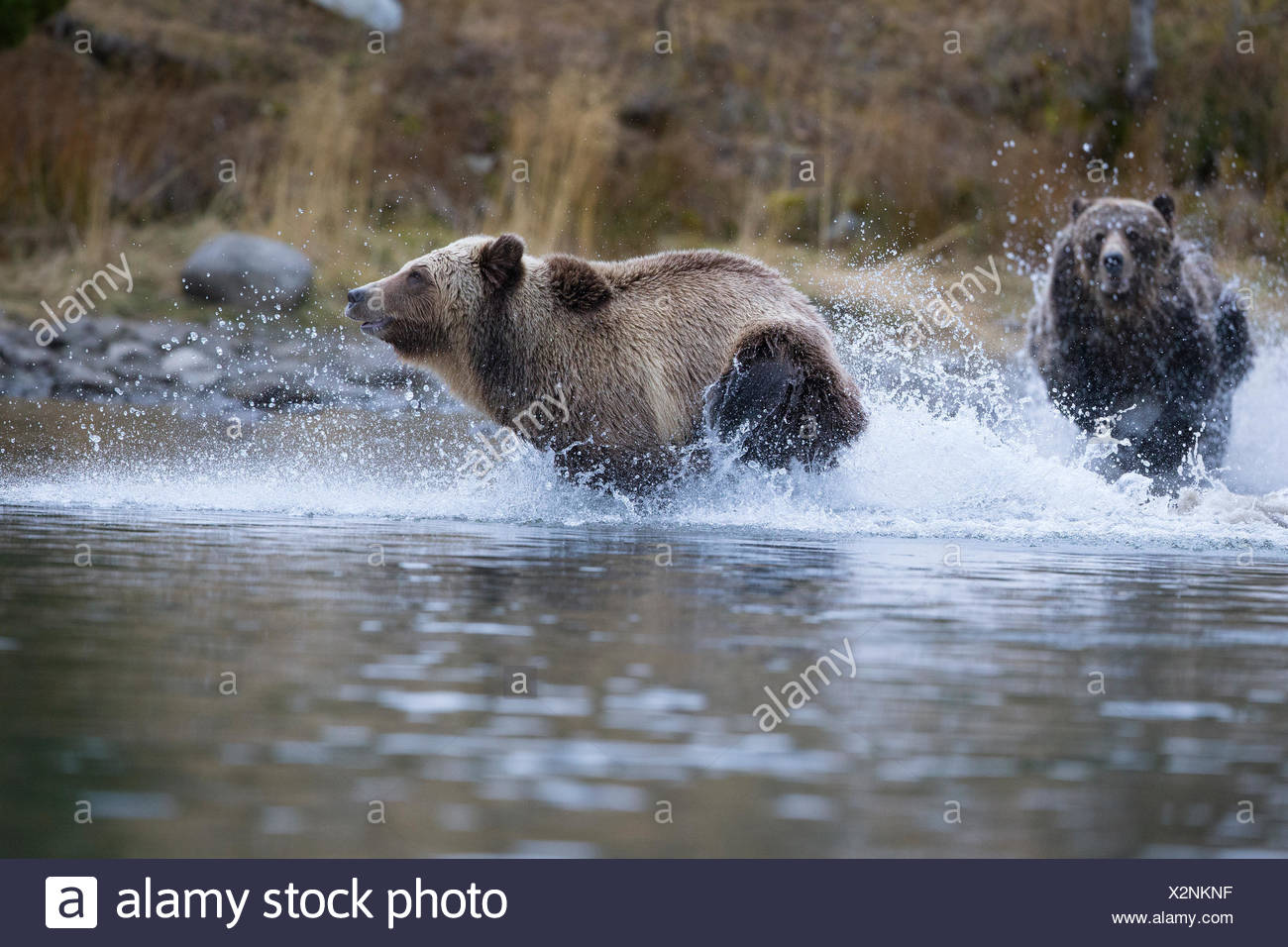 Ours grizzli (Ursus arctos horribilis), femme subdault cloloured chasse (plus léger) loin de ses petits (hors caméra), de la région de Chilcotin, en Colombie-Britannique, Canada. Banque D'Images