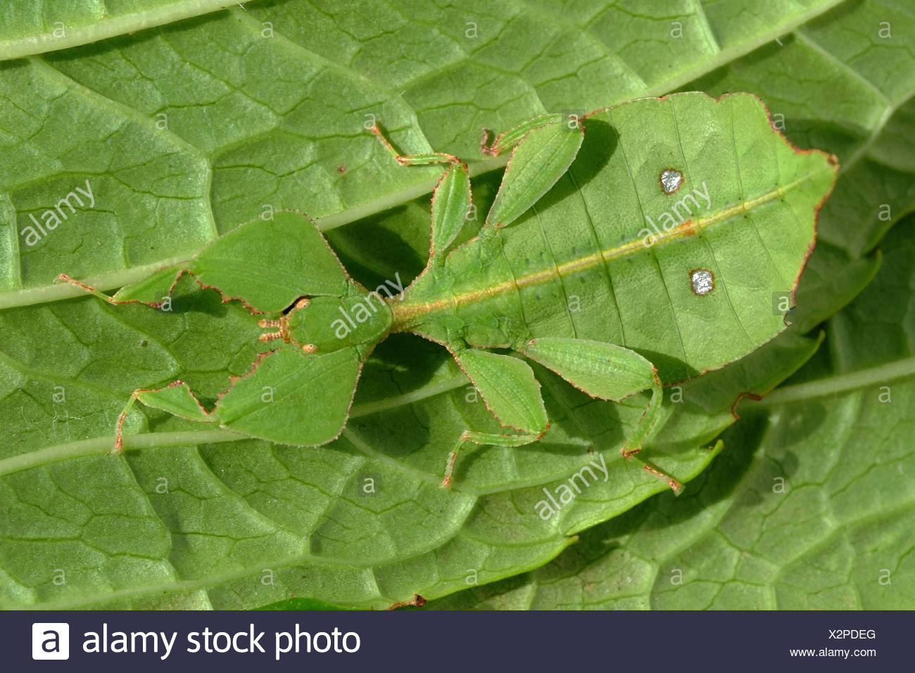 Phasme Feuille Et Stick Insecte Thailande Leaf Insecte Femelle Sur Feuille Originaires De Thailande Camouflage Photo Stock Alamy
