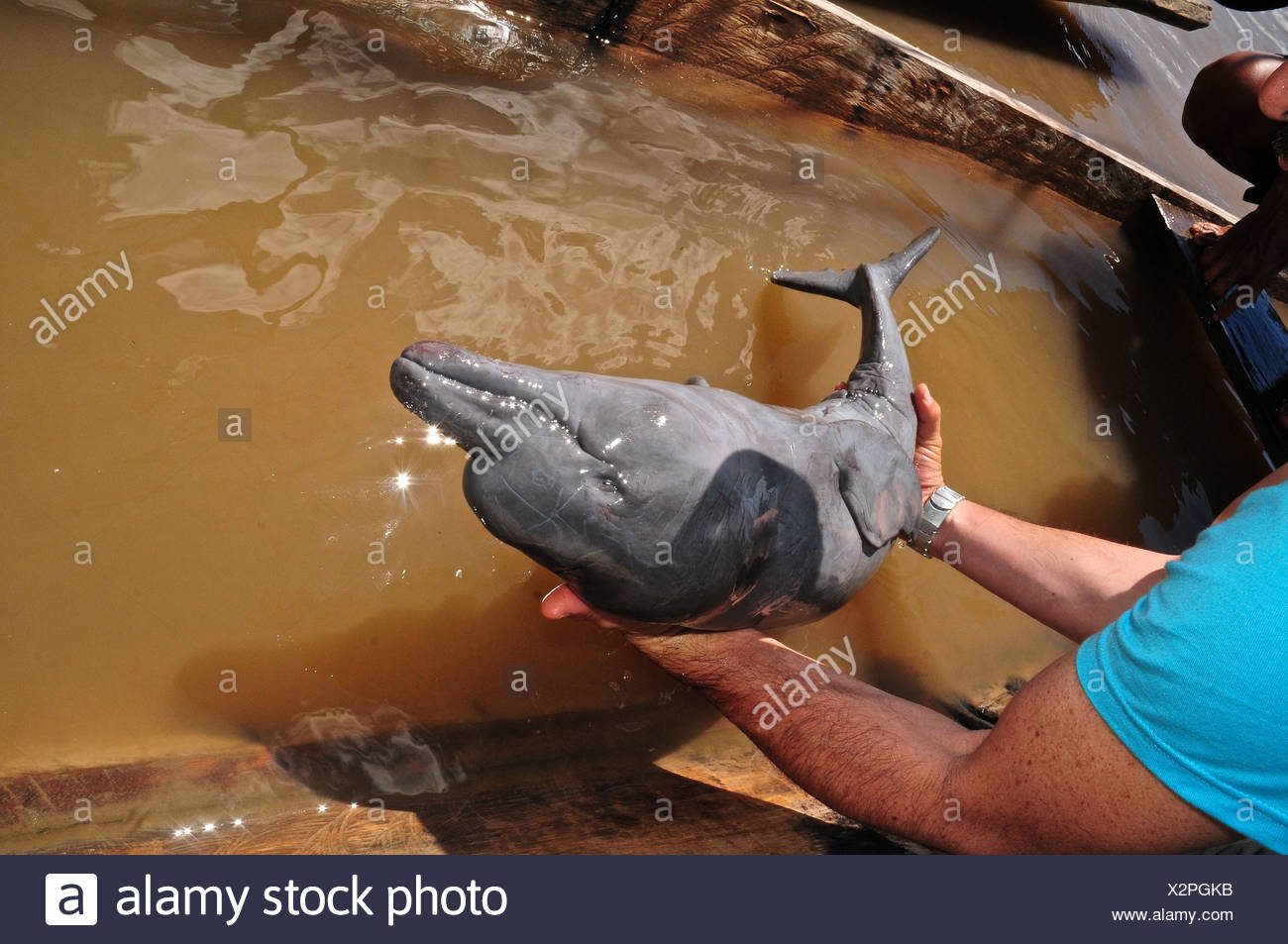 Carcasse D Un Rose Bebe Dauphins D Eau Destines A L Echange D Animaux Illegaux Photo Stock Alamy Carcasse D Un Rose Bebe Dauphins D Eau Destines A L Echange D Animaux Illegaux Photo Stock Alamy