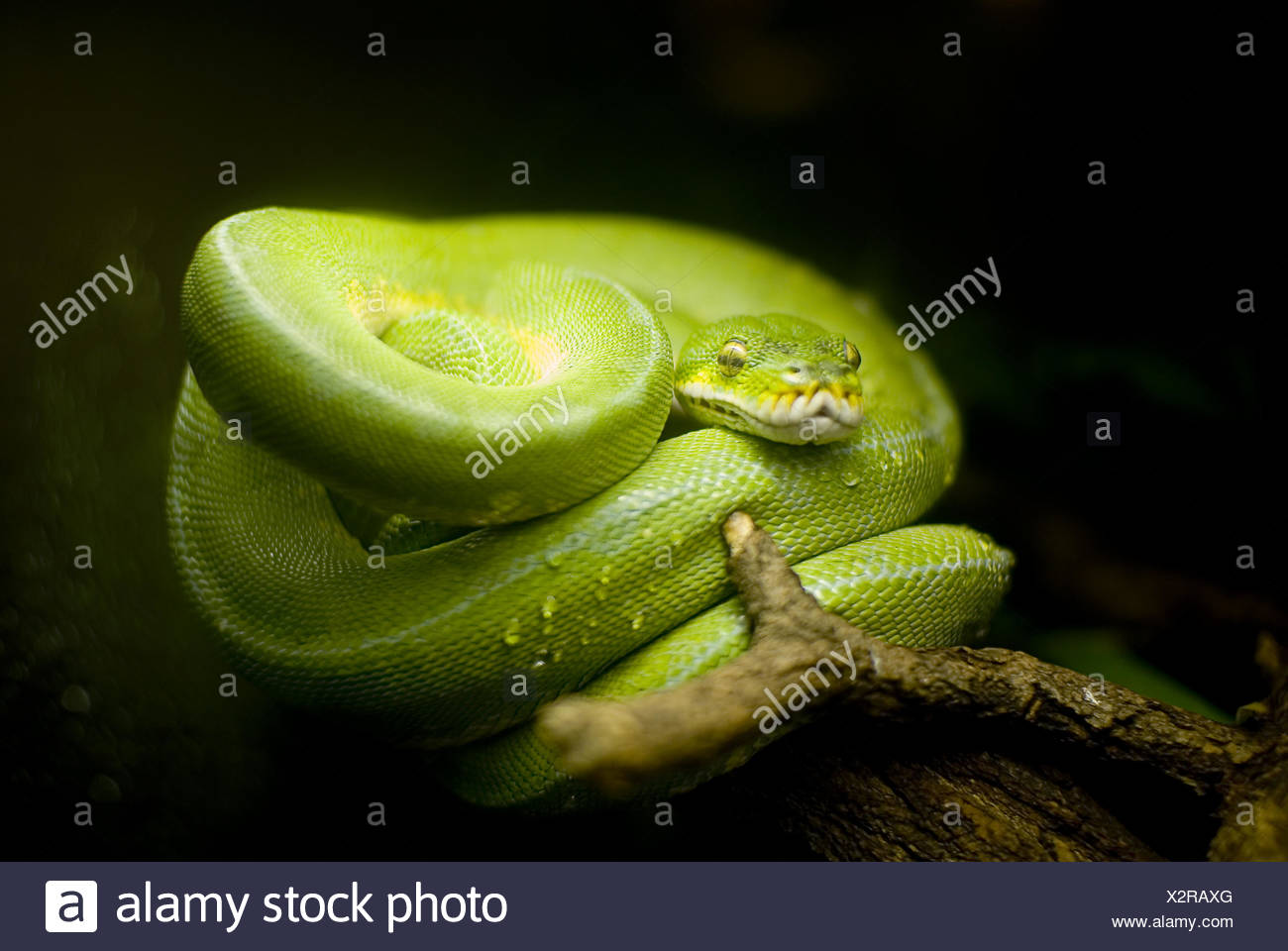 Serpent Banque D'Images