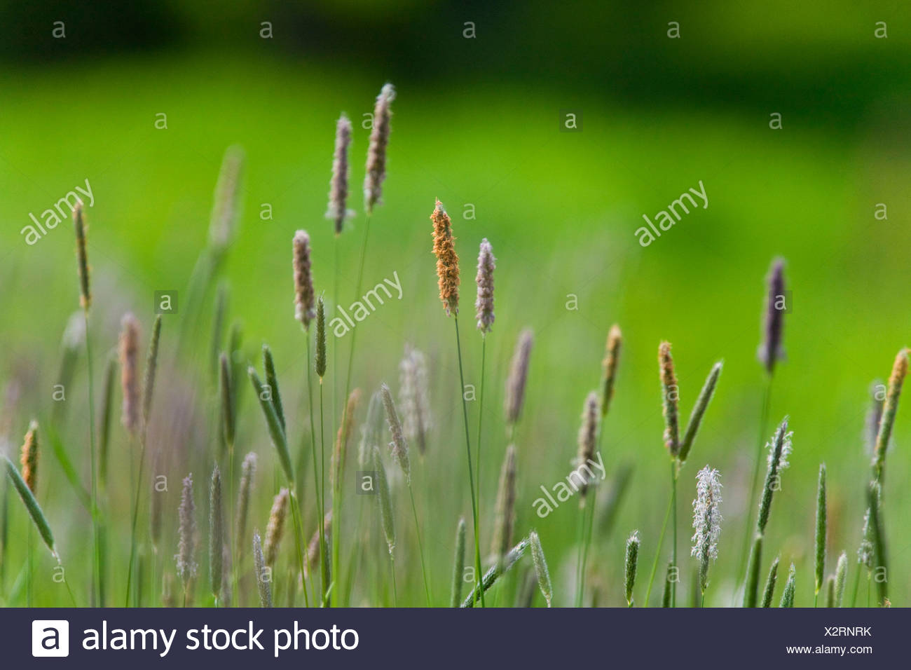 Close-up de brins d'herbe Banque D'Images