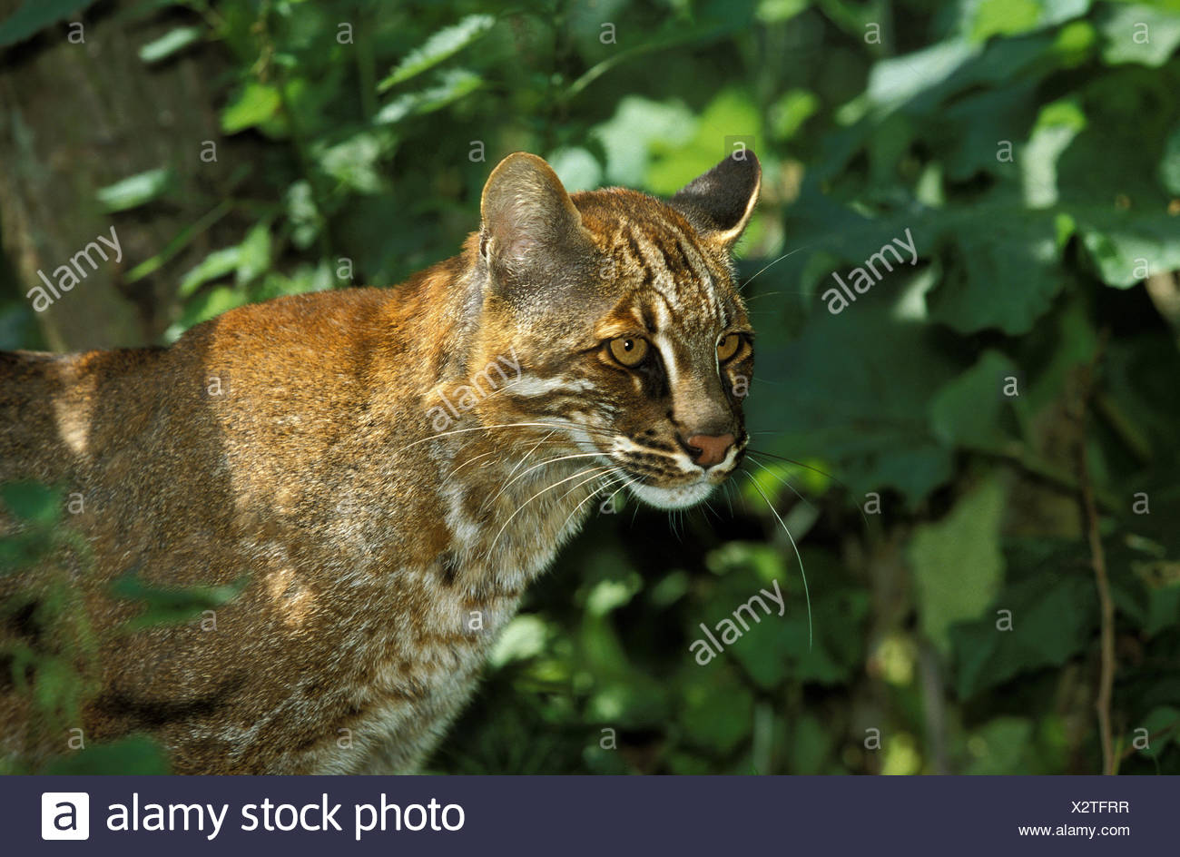 Chat Dore Asiatique Banque D Image Et Photos Alamy
